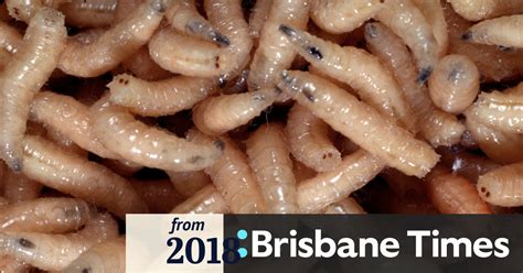 Queensland University Given 250000 To Grow Maggots