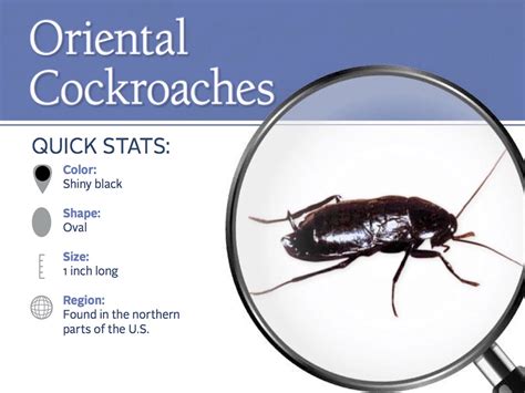 Pictures Of Oriental Roaches | Roach | cockroach | Insect