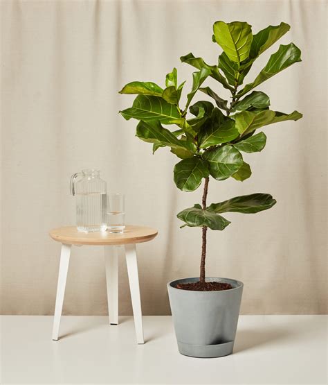 Fiddle Leaf Fig 101: How to Care for Fiddle Leaf Figs