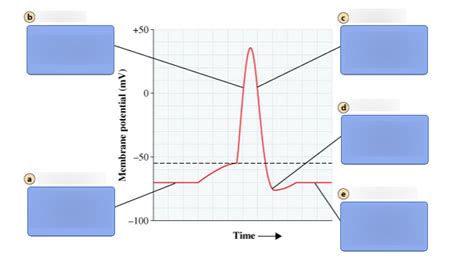 Sodium-Potassium Pump Diagram Diagram | Quizlet