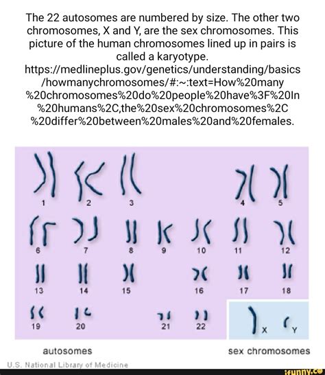 The 22 Autosomes Are Numbered By Size The Other Two Chromosomes X And