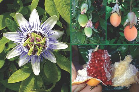 Fruta De La Pasión Passiflora Incarnata Propiedades Curativas Plantas Y Jardines