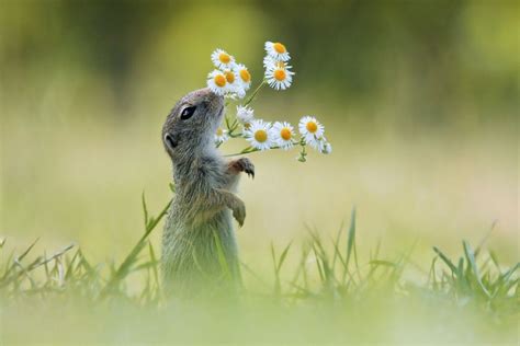 Preciosos Animais Que Adoram A Primavera Mdig