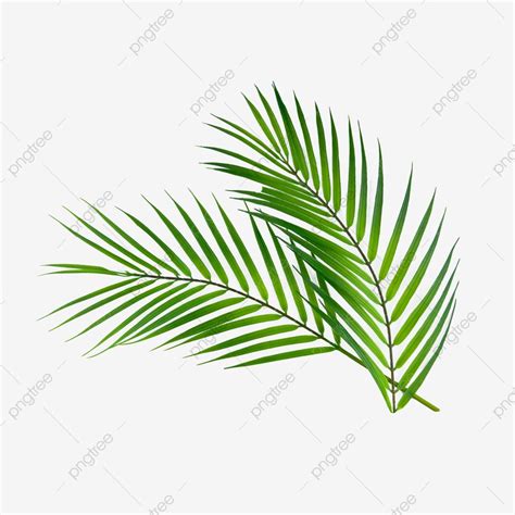 Palm Tree Photography Background For Photography Leaf Texture Wood