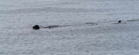 Basking Sharks In Scotland