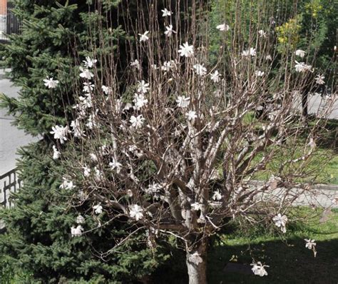 Przycinanie magnolii jak i kiedy to robić Praktyczny poradnik