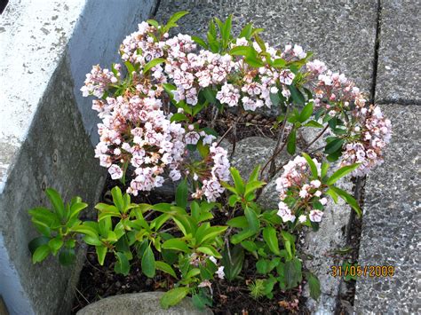 Kalmia latifolia 'Peppermint'