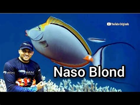 Peixes Ex Ticos S Rie A Prenda Um Pouco Sobre O Peixe Naso Blond Tang