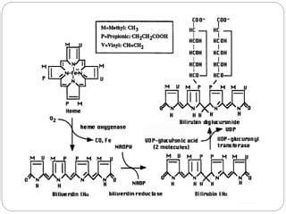 Biosynthesis And Degradation Of Porphyrin And Heme Ppt