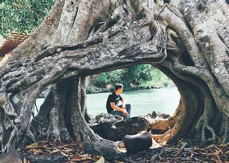 Encounter The Majestic Banyan Tree With Thousand Year Old Roots