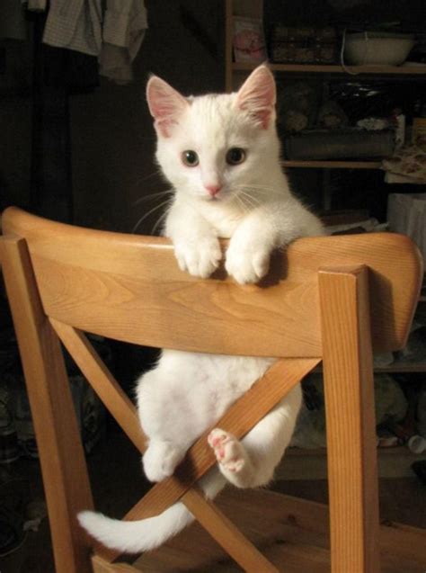 Kitty doing some sort of parkour 😊 : r/cats