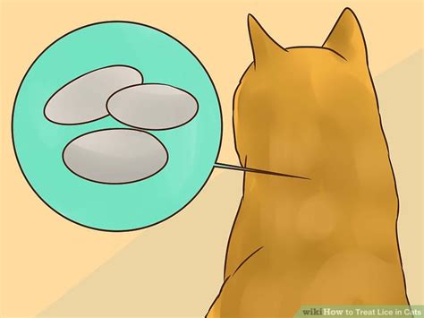 4 Ways to Treat Lice in Cats - wikiHow