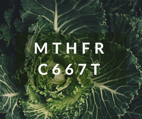 What is MTHFR C677T? | Nutrition Genome