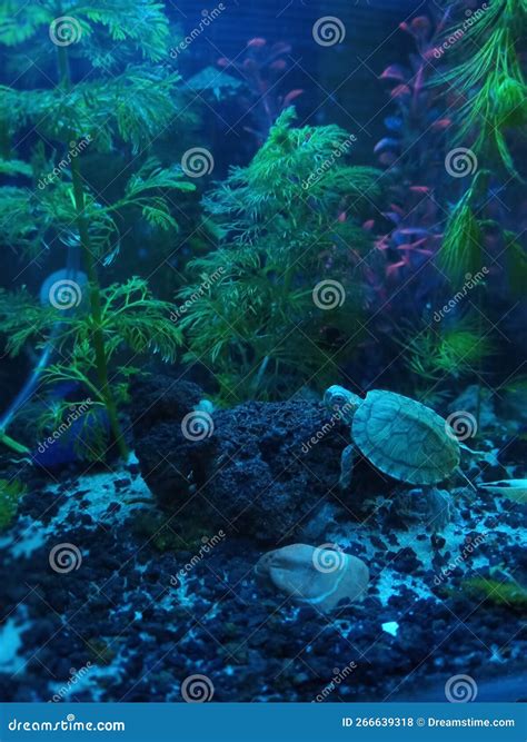 Turtle in aquarium stock photo. Image of aquar, fish - 266639318