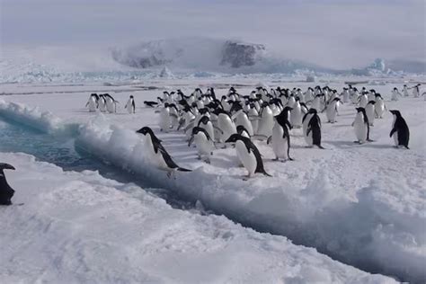 Cambio Climático El Hielo Marino En La Antártida Alcanzó El Registro Más Bajo De La Historia