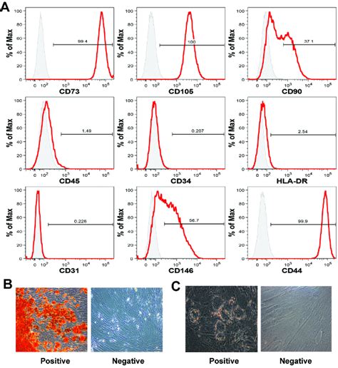 Msc Characterization By Flow Cytometry And Mesodermal Differentiation