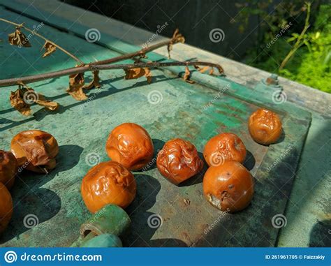 Jujube Fruit In The Garden Stock Image Image Of Healthy 261961705