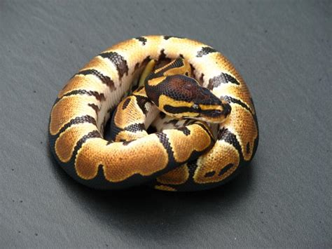 Baby Ball Pythons | Vida Preciosa International, Inc.