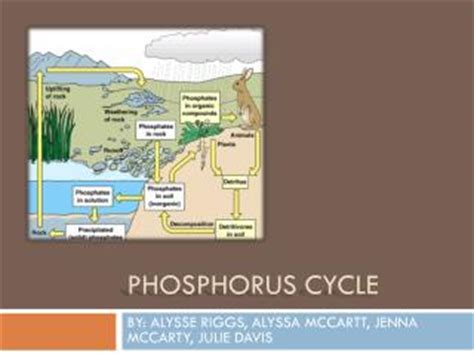 PPT - Phosphorus Cycle PowerPoint Presentation - ID:477327