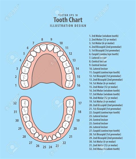 Diagram Of Teeth - exatin.info