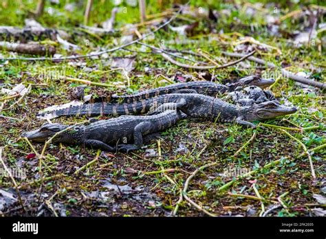 American Alligator Mother Reptile Hi Res Stock Photography And Images