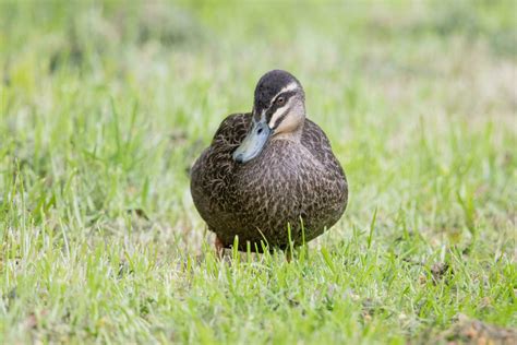 Pacific Black Duck 24738244 Stock Photo at Vecteezy