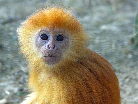 Yellow Monkeys