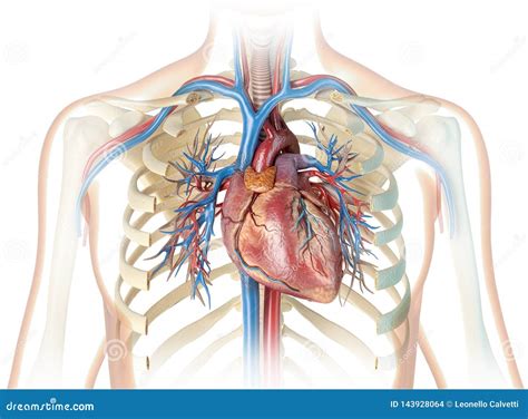 Human Heart With Vessels Ribcage And Bronchial Tree Stock Illustration