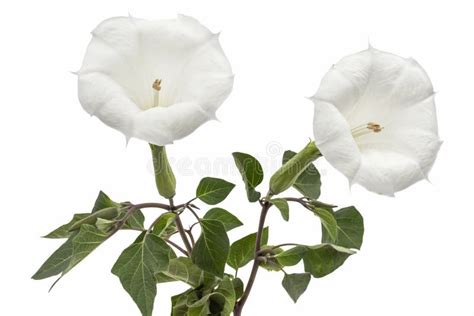 Datura Flower, Dope, Stramonium, Thorn-apple, Jimsonweed, Isolated on White Background Stock ...