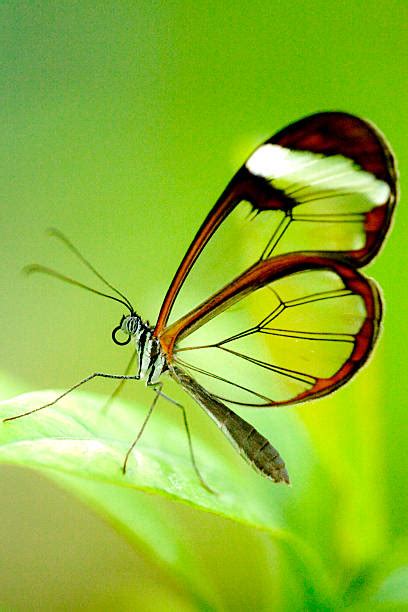 Borboleta Transparente Fotos Banco de Imagens e Fotos de Stock - iStock