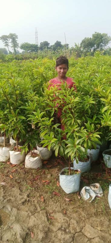 Chiku Plant Supplier,Wholesale Chiku Plant Manufacturer from Kolkata India