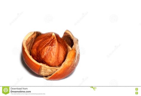 Hazelnut Kernel In Cracked Shell Stock Photo Image Of Healthy