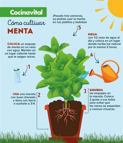 C Mo Cultivar Menta En Casa Con Esquejes Plantas De Menta Cultivar