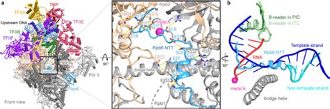 Nat Struct Mol Biol︱王海波等揭示1核小体调控转录起始的分子机制 知乎