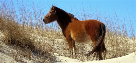 Corolla Wild Horses | Corolla Wild Horse Fund - Official Site • Corolla, NC