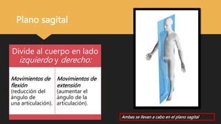 Biomecanica Y Anatomia De Articulaciones Final Pptx