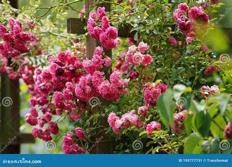 Red Rose Climbing Rose Trellis Beautiful Stock Image Image Of