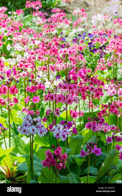 Japanese Primrose Primula Japonica Hi Res Stock Photography And Images