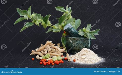 Root Withania Somnifera Known Commonly As Ashwagandha Indian Ginseng