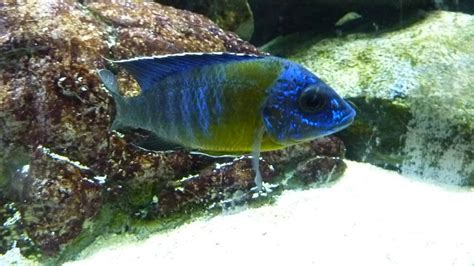 How To Breed African Cichlids - Tropical Fish Site