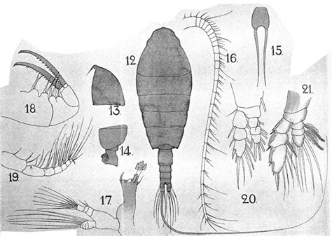 Species Neorhabdus Latus Plate 6 Of Morphological Figures Marine