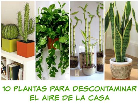 10 Plantas Que Debes Tener En Tu Casa Mama Xxi