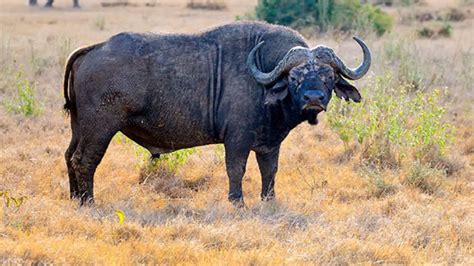 Muere cazador mexicano embestido por un búfalo en Argentina