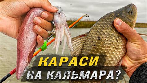НАСАДИЛ КАЛЬМАРА НА КРЮЧОК, РЕЗУЛЬТАТ УДИВИЛ! РЫБАЛКА В НОЯБРЕ! КАРАСИ ...
