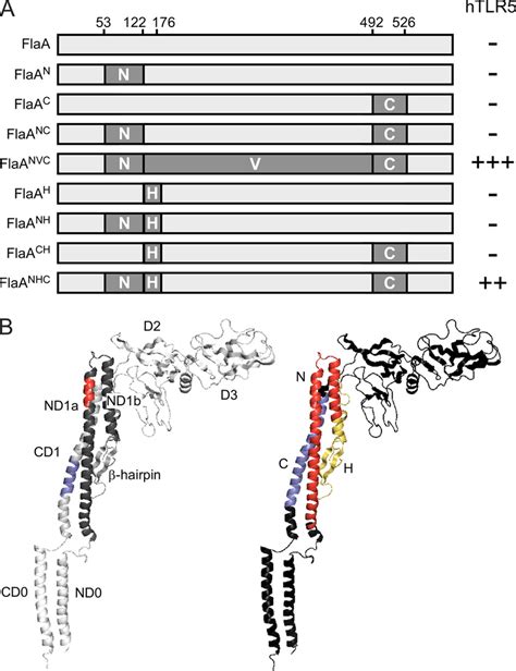 Characteristics Of Chimeric Flagellin Proteins A Schematic Overview