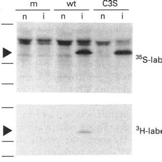 Palmitoylation Affects Hydrophobicity And Localization Of O A Cos