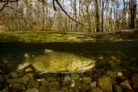 Pacific Salmon Species Spotlight Pacific Wild