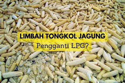 Manfaatkan 180 000 Ton Tongkol Jagung NTB Bangun Pabrik Biogas Yang