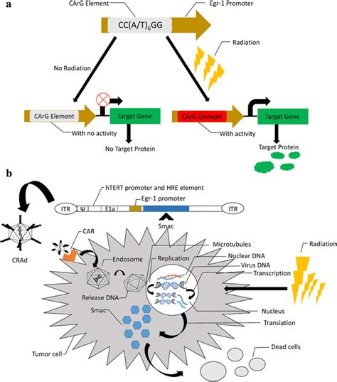 Principle Of Ir That Induces Egr 1 Promoter To Initiate Target Gene Download Scientific Diagram