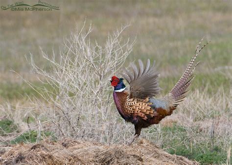 Male Ring-necked Pheasant displaying – On The Wing Photography